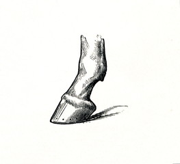 Horse's hoof (from Meyers Lexikon, 1896, 13/770/771) © Juulijs
