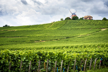 Champagne. Vineyard and windmill Champagne Region near Vernezay France