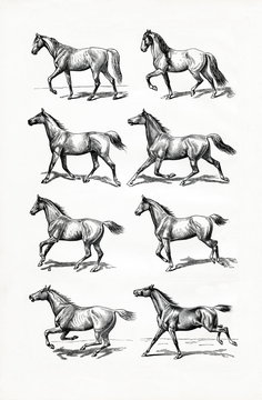 Horse IV - gait (from Meyers Lexikon, 1896, 13/770/771)