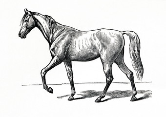 Horse gait - walk (from Meyers Lexikon, 1896, 13/770/771)