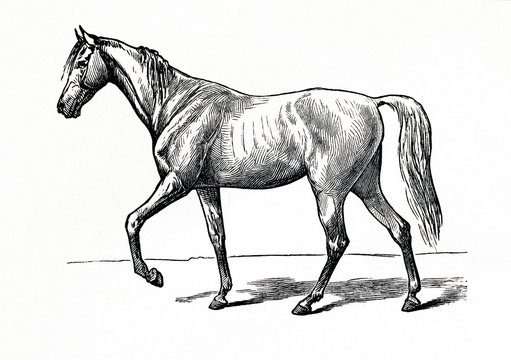 Horse Gait - Walk (from Meyers Lexikon, 1896, 13/770/771)