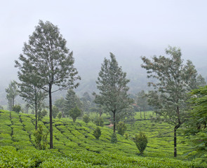 Fototapeta na wymiar Panorama of tea plantations in Kerala, South India.