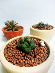 Succulent Haworthia cooperi plant in a pot white Background 