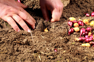 hands planting onion bulbs in the garden