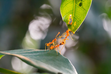 Ant action standing.Ant bridge unity team