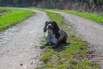 spaniel