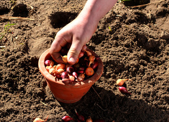 hand picking onion bulb from bowl for planting