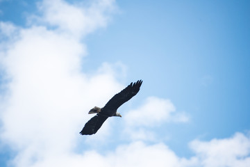 Bald Eagle Flying