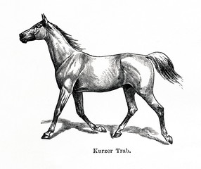 Obraz na płótnie Canvas Horse gait - slow trot (from Meyers Lexikon, 1896, 13/770/771)