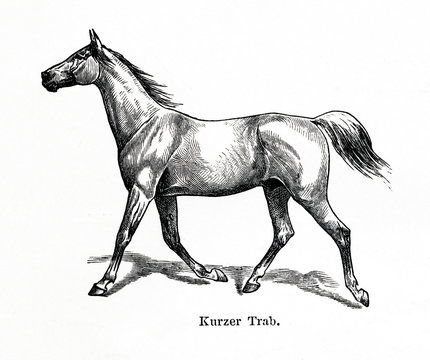 Horse gait - slow trot (from Meyers Lexikon, 1896, 13/770/771)