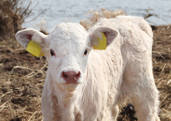Fototapeta premium white cattle calf looking into camera