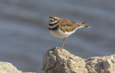 Killdeer