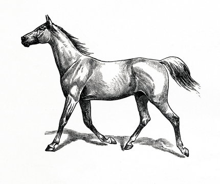 Horse gait - slow trot (from Meyers Lexikon, 1896, 13/770/771)