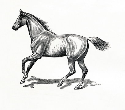 Horse gait - gallop (from Meyers Lexikon, 1896, 13/770/771)