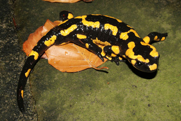 salamandre 