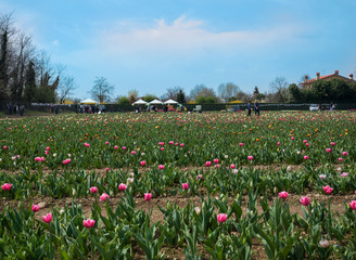 expanse of colorful blooming tulips in spring in a field near Milano.italy