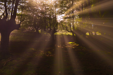 Los Rayos del Bosque