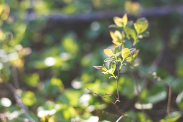 Closeupview of fresh green leafs on blurred background in the forest in spring as background