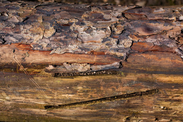 bark