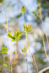 Image of Beautiful rowan tree leaves in spring on blue sky background. Image of Appearance of young greenery in spring