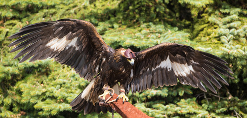 tamed golden eagle, Kazakhstan