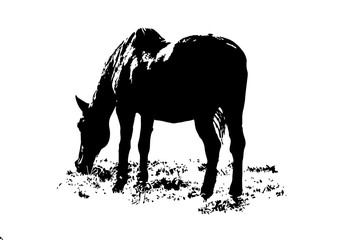 Black and white picture of horse on a white background