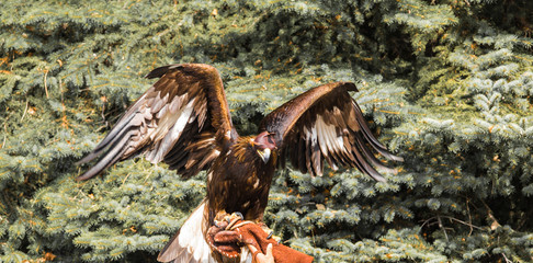 


















tamed golden eagle, Kazakhstan






