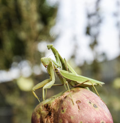 Mantis on a red background. Mating mantises. Mantis insect predator.