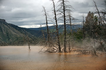 Dry trees in Yellowstone National Park