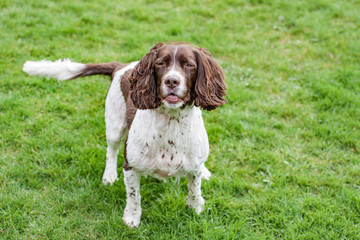 spaniel
