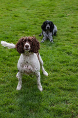 spaniel