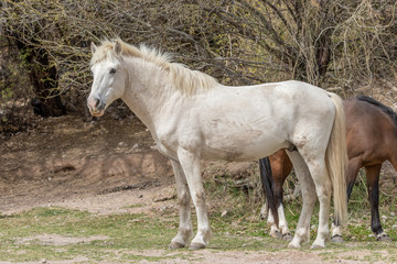 Obraz premium Beautiful White Wild Horse Stallion