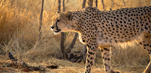Gepard in freier Wildbahn © familie-eisenlohr.de