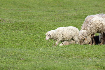Sheep with lambs graze on green meadows.