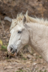 Obraz premium Beautiful White Wild Horse Stallion
