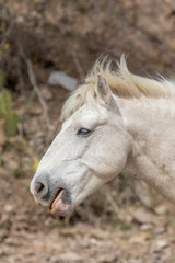 Obraz premium Beautiful White Wild Horse Stallion