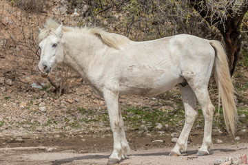 Beautiful White Wild Horse Stallion