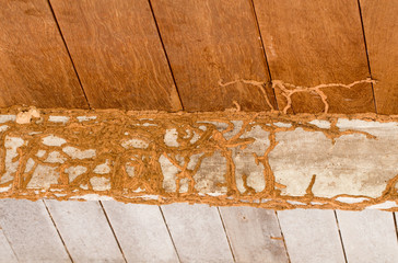 The wood home with termites damage