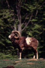 mouflon dans une forêt