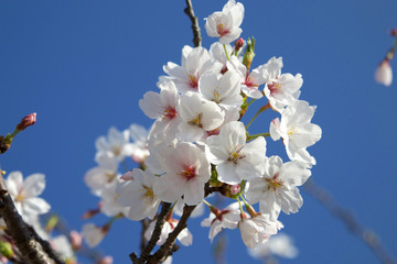 桜の花と青空