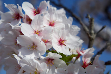 桜の花と青空