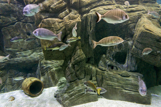 Various fish species at Cretaquarium in Heraklion city, Crete Island - Greece