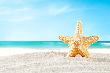 summer shell on beach 