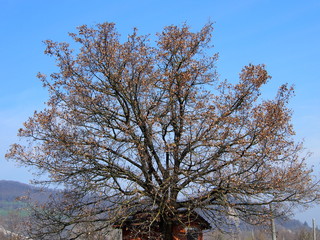 albero