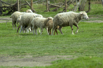 Naklejka na ściany i meble Sheep with lambs graze on green meadows.