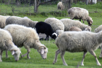 Fototapeta premium Sheep with lambs graze on green meadows.