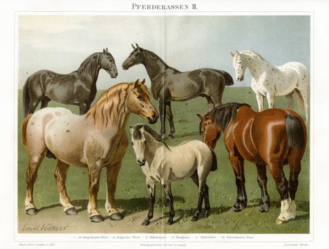 Horse breeds II (from Meyers Lexikon, 1896, 13/772/773)