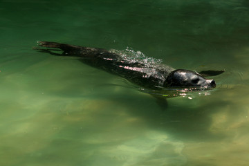 phoque nageant © raymond