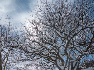 Obraz premium 雪