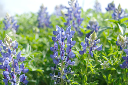 Bluebonnet field in bloom with purple flowers, shows flower in nature during spring.